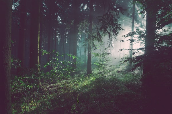 Orchard & Forest Network AI